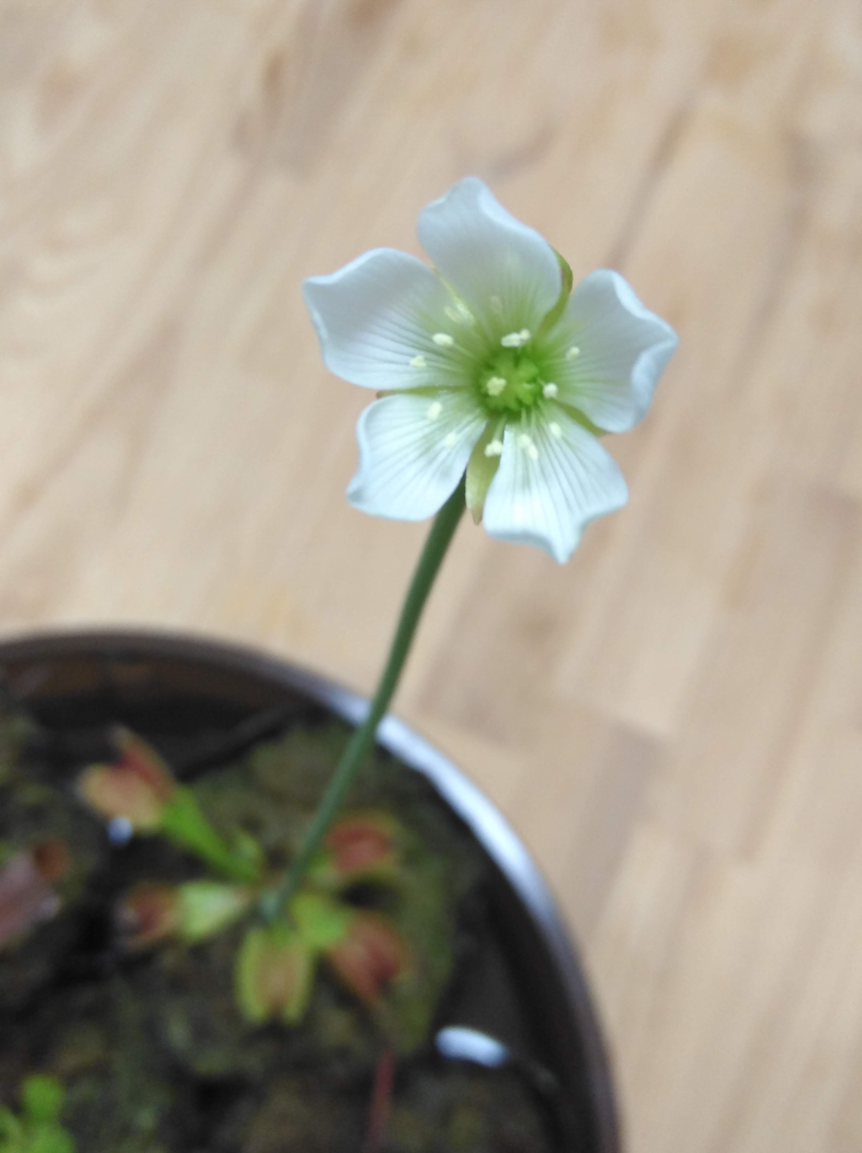 ハエトリグサに花が咲いたんです 岡山県岡山市 つばめガスホームページ